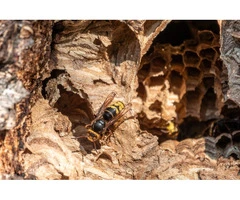 Pest Control Services in Surrey
