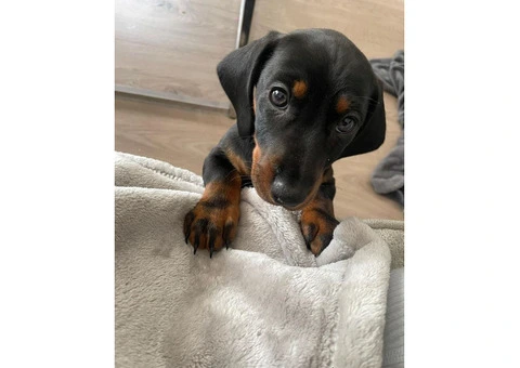 Miniature Dachshund puppies - 1/3