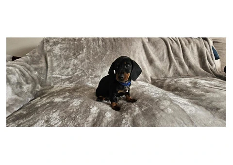 Miniature Dachshund puppies - 2/3