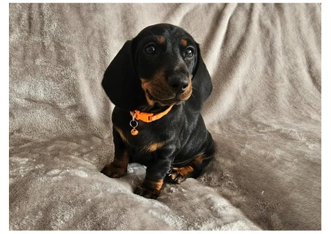 Miniature Dachshund puppies - 3/3