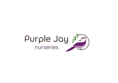Purple Jay Lambeth