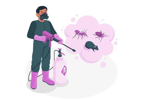 Wasp Nest Removal Ireland