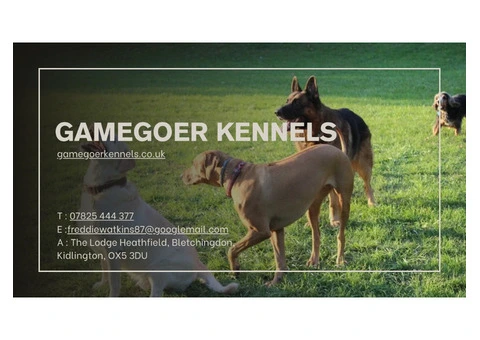 How To Deal With Excessive Barking Using Dog Training Services