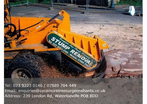 Expert Tree Stump Grinding in Portsmouth – Safe, Affordable & Trusted by Homeowners