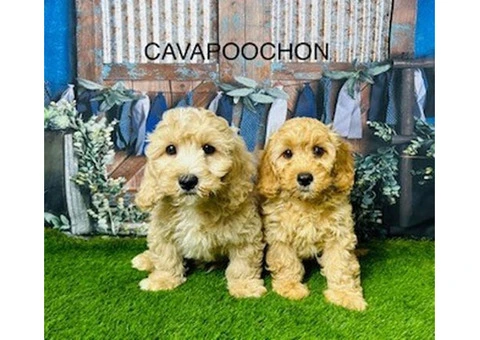 Cavapoochon Puppies for Sale in the UK | Douglas Hall Kennels