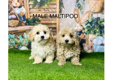 Healthy Maltipoo Puppies Available UK Wide | Douglas Hall Kennels