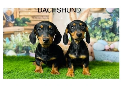 Dachshund Puppies for Sale UK | Loyal Companions Await