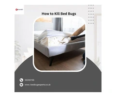 How to Kill Bed Bugs Fast – Proven Heat Treatments