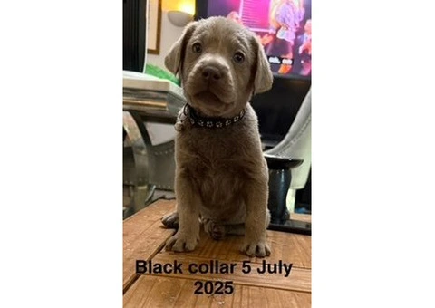 8 Beautiful Boy Silver Labrador Retriever Ready to go on 31 July 2025 - 1/10