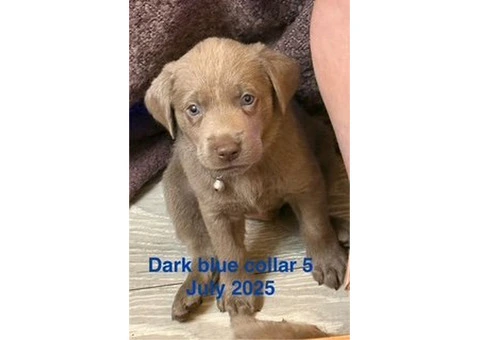 8 Beautiful Boy Silver Labrador Retriever Ready to go on 31 July 2025 - 2/10