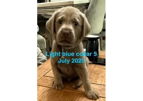 8 Beautiful Boy Silver Labrador Retriever Ready to go on 31 July 2025 - 4/10