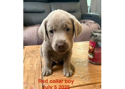 8 Beautiful Boy Silver Labrador Retriever Ready to go on 31 July 2025 - 7/10