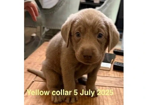 8 Beautiful Boy Silver Labrador Retriever Ready to go on 31 July 2025 - 8/10