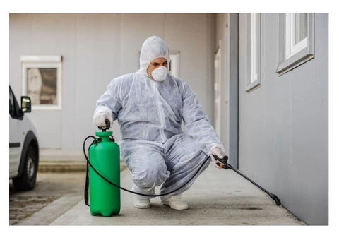 Hire Top-rated Pest Controllers for Efficient Wasp Nest Removal