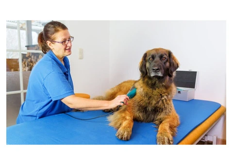 Expert Veterinary Rehabilitation Services in Buckinghamshire