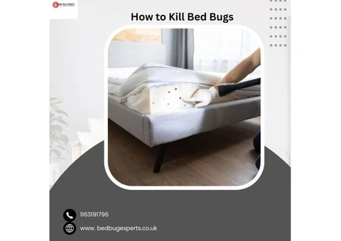 Complete Guide on How to Kill Bed Bugs
