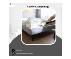 Complete Guide on How to Kill Bed Bugs