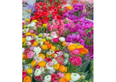 August Birth Flowers and Their Meanings