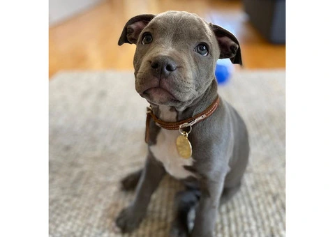 Purebred Blue Staffy Puppies.