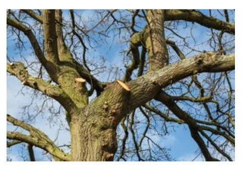 Tree Surgery Specialists in Faversham - Oakley Jones Tree Services