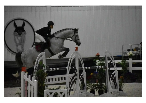 Breathtaking showjumping horse - 1/5