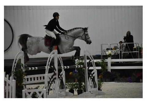 Breathtaking showjumping horse - 2/5
