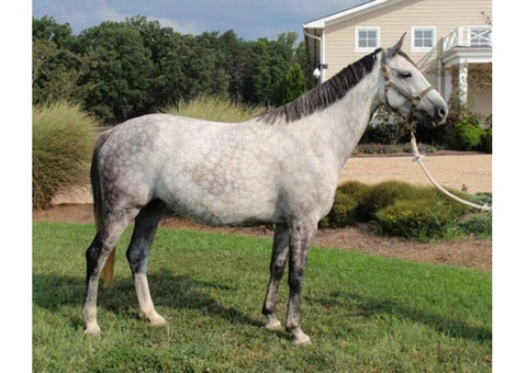 Breathtaking showjumping horse - 3/5