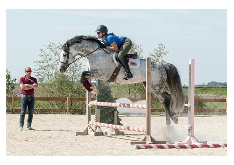 Breathtaking showjumping horse - 4/5