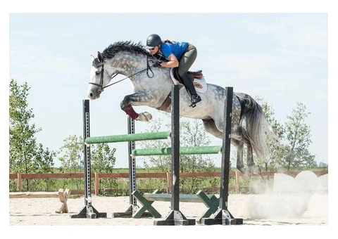Breathtaking showjumping horse - 5/5