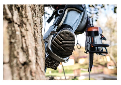 Tree Surgery And Tree Removal - Cheshire