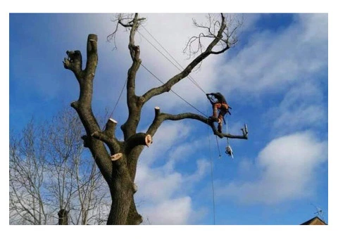 Expert Tree Surgery Services in Wednesbury & Midlands | Midlands Grounds Maintenance
