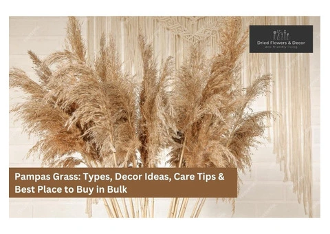Buy Pampas Grass Decor UK – Shop Today with Discounts & Free Gift! - 4/4