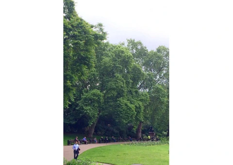 Arboricultural Consultancy Services in London - 6/13