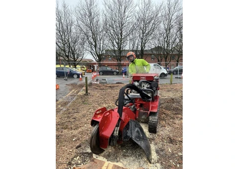 Professional Tree Service & Tree Felling in Southport - Traditional Tree Care - 1/7