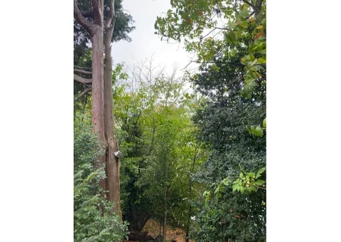Professional Tree Service & Tree Felling in Southport - Traditional Tree Care - 5/7