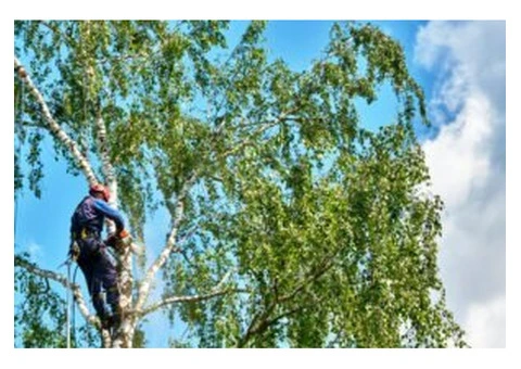 Professional Tree Service & Tree Felling in Southport - Traditional Tree Care - 6/7
