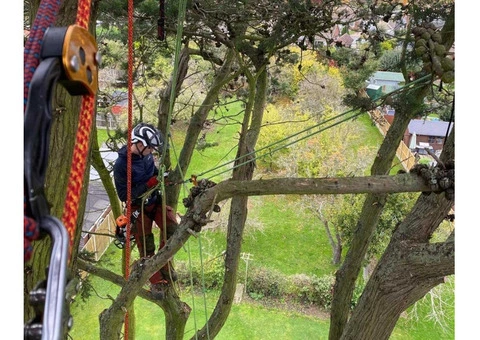 Professional Tree Service & Tree Felling in Southport - Traditional Tree Care - 7/7