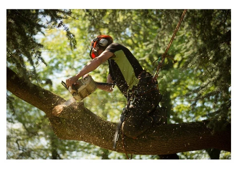 Get Expert Tree Care Service From Brighton Local Experts