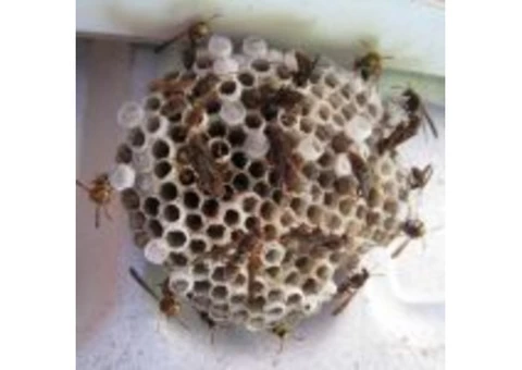 Looking For Wasp Removal Services in North Essex?