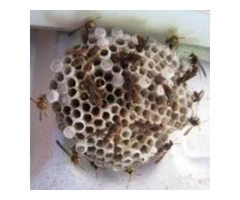 Looking For Wasp Removal Services in North Essex?