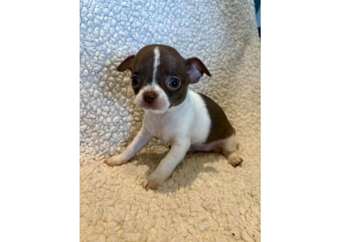 CHIHUAHUA PUPPIES. SMOOTH COAT. KC REG. - 1/10