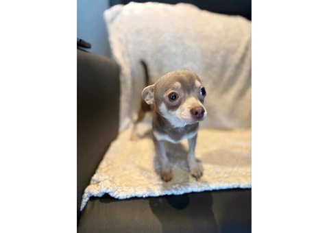 CHIHUAHUA PUPPIES. SMOOTH COAT. KC REG. - 2/10