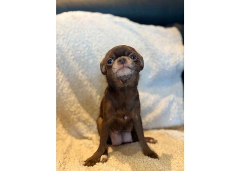 CHIHUAHUA PUPPIES. SMOOTH COAT. KC REG. - 3/10