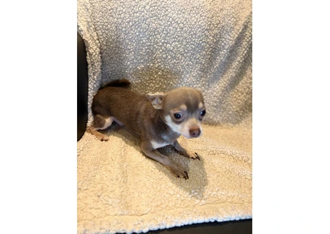 CHIHUAHUA PUPPIES. SMOOTH COAT. KC REG. - 4/10