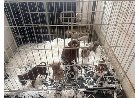 CHIHUAHUA PUPPIES. SMOOTH COAT. KC REG. - 5/10