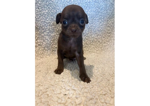CHIHUAHUA PUPPIES. SMOOTH COAT. KC REG. - 6/10