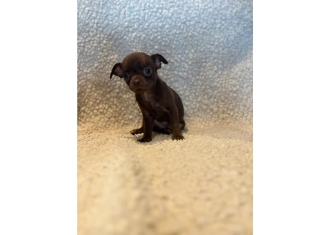 CHIHUAHUA PUPPIES. SMOOTH COAT. KC REG. - 7/10