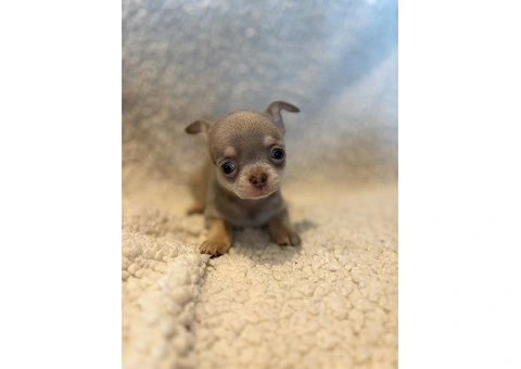CHIHUAHUA PUPPIES. SMOOTH COAT. KC REG. - 8/10