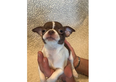 CHIHUAHUA PUPPIES. SMOOTH COAT. KC REG. - 9/10