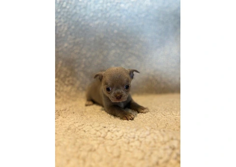 CHIHUAHUA PUPPIES. SMOOTH COAT. KC REG. - 10/10